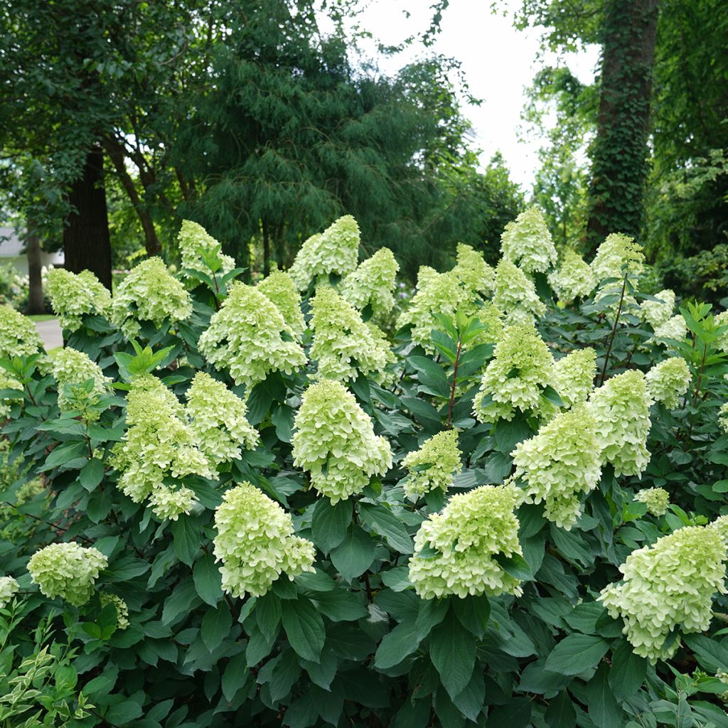 Hydrangea paniculata Limelight Prime - Pluimhortensia