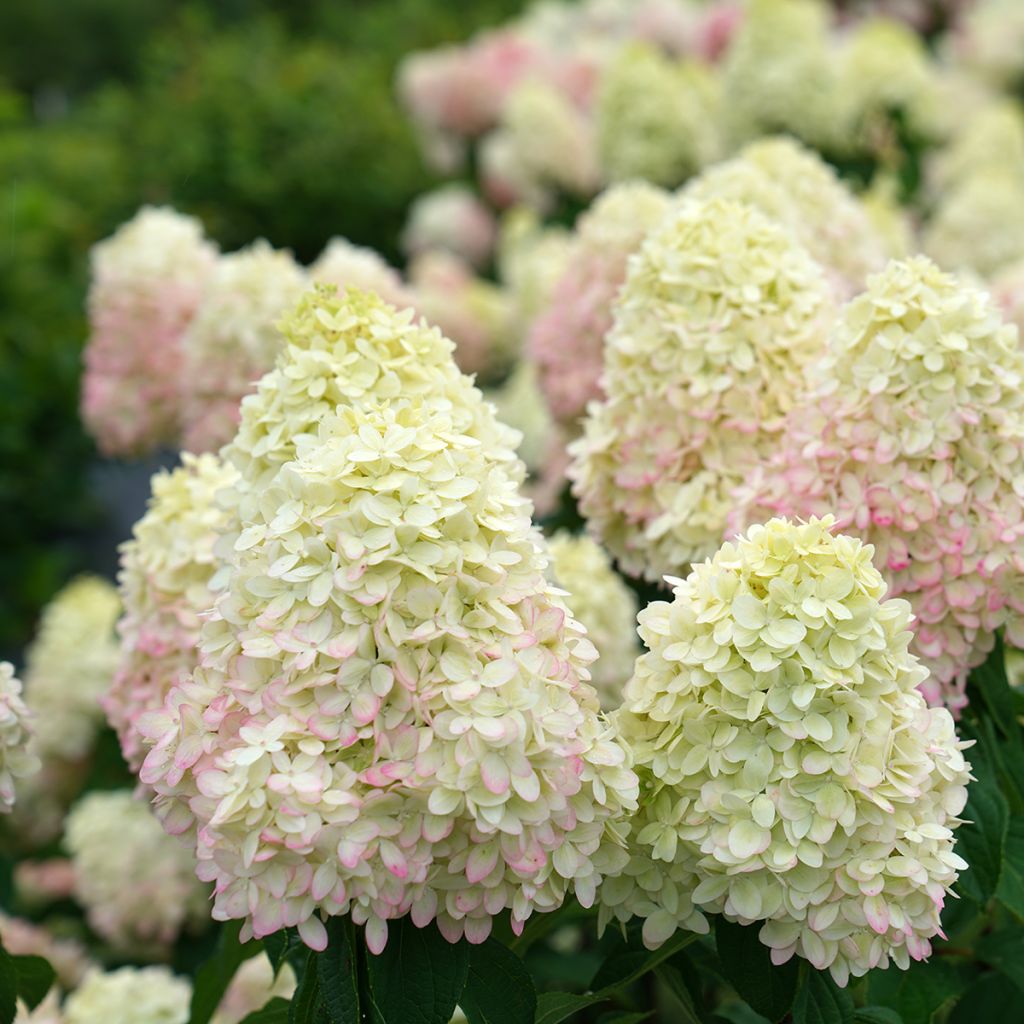 Hydrangea paniculata Limelight Prime - Pluimhortensia