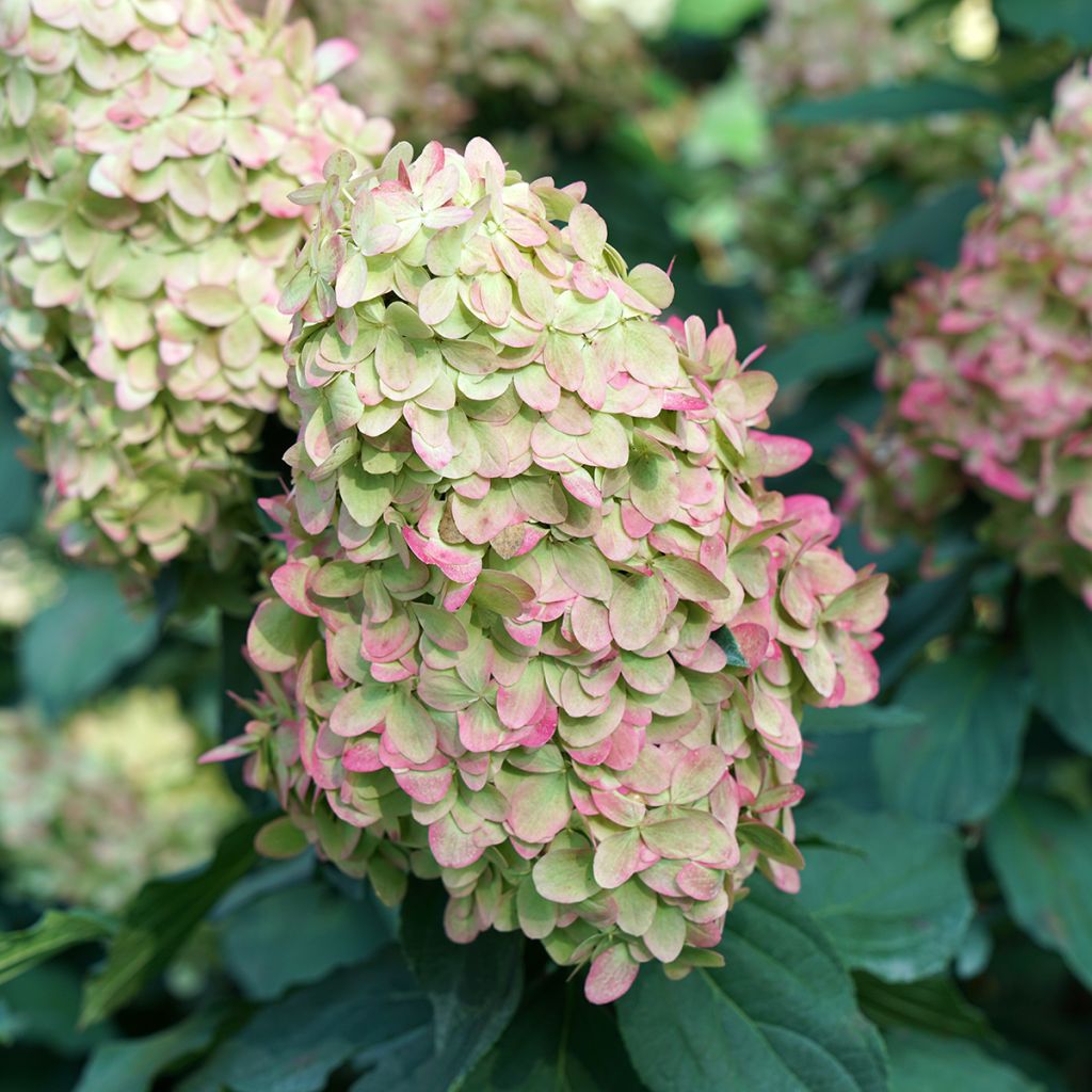 Hydrangea paniculata Limelight Prime - Pluimhortensia