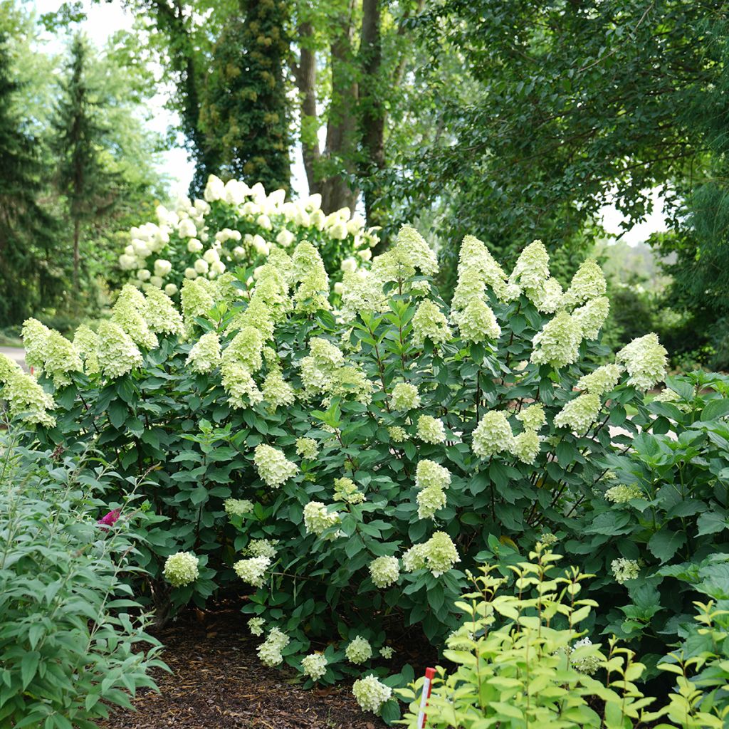 Hydrangea paniculata Limelight Prime - Pluimhortensia