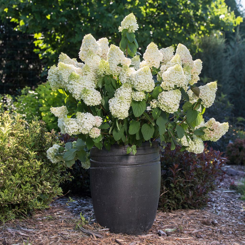 Hydrangea paniculata Little Hottie First Editions - Dwergpluimhortensia