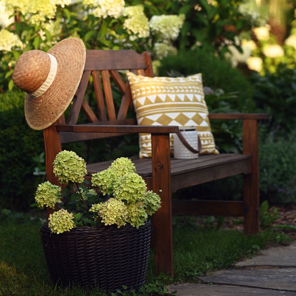 Hydrangea paniculata Little Lime - Dwergpluimhortensia