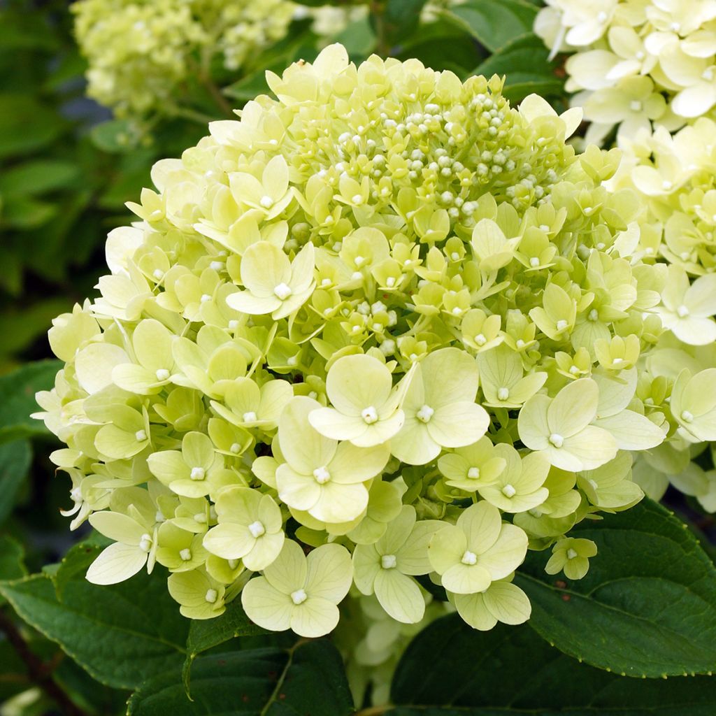 Hydrangea paniculata Little Lime - Dwergpluimhortensia