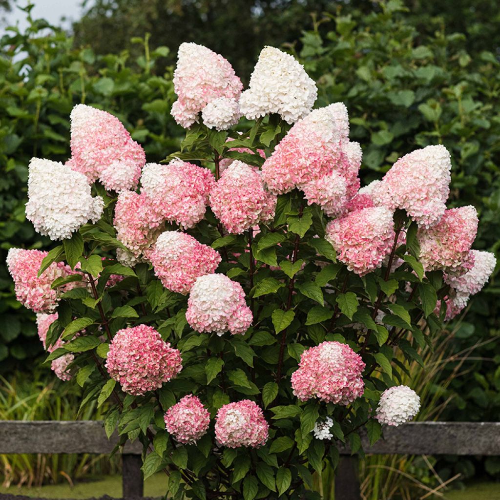 Hydrangea paniculata Living Pink & Rose - Pluimhortensia