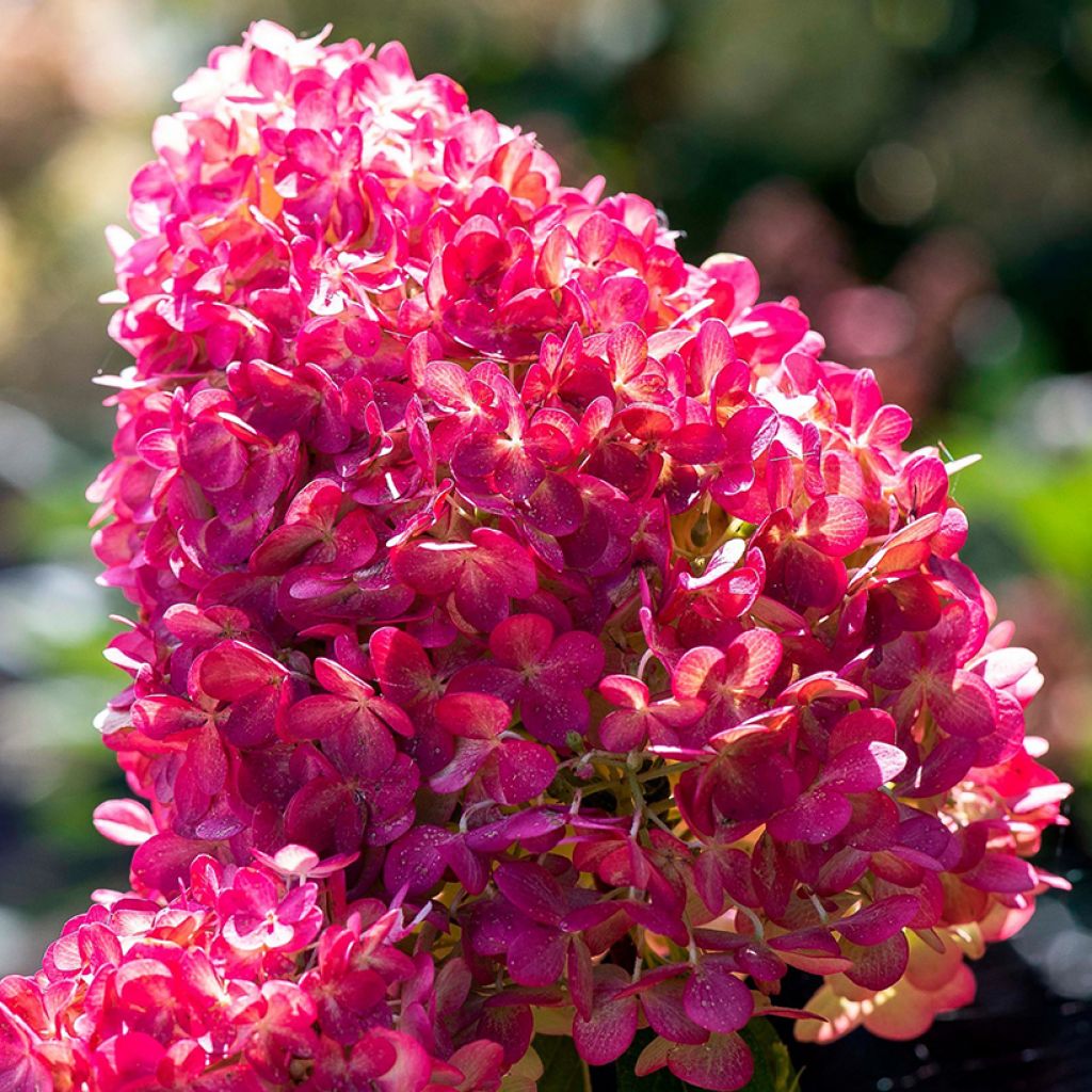 Hydrangea paniculata Living Pink & Rose - Pluimhortensia