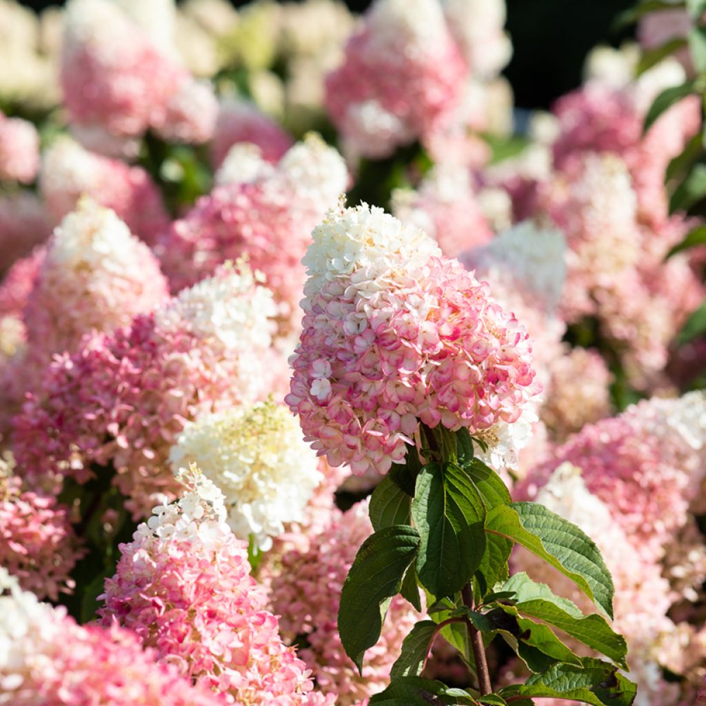 Hydrangea paniculata Living Strawberry Blossom - Pluimhortensia