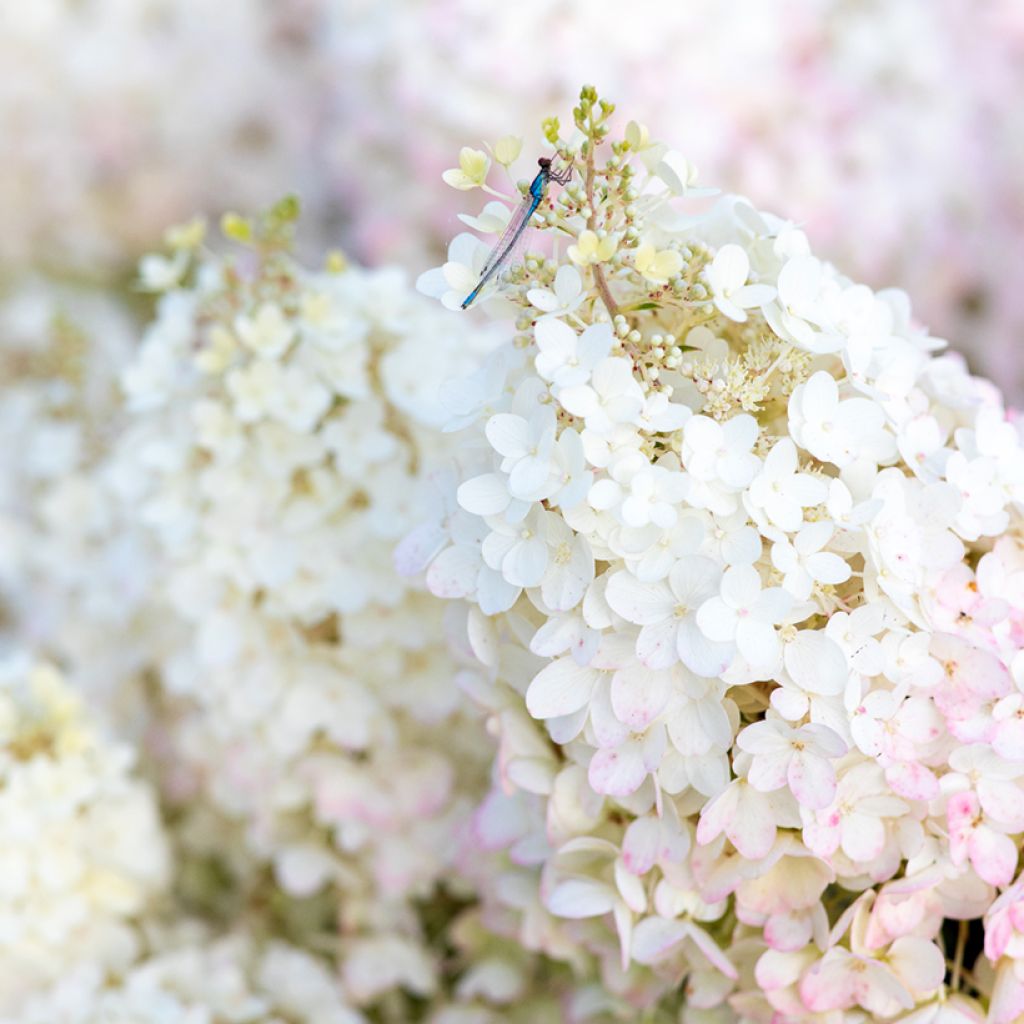 Hydrangea paniculata Living Strawberry Blossom - Pluimhortensia