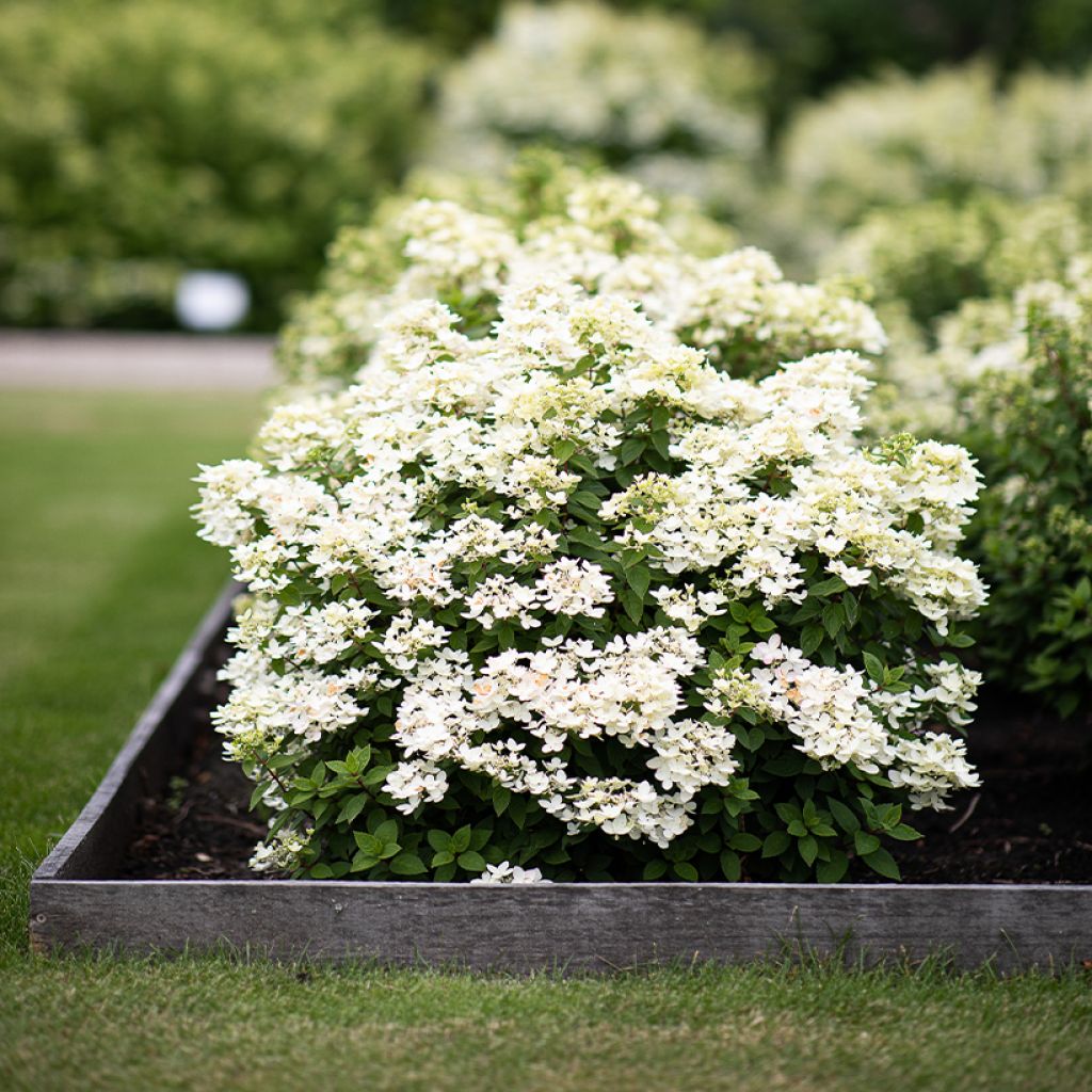 Hydrangea paniculata Living Touch of Pink - Pluimhortensia