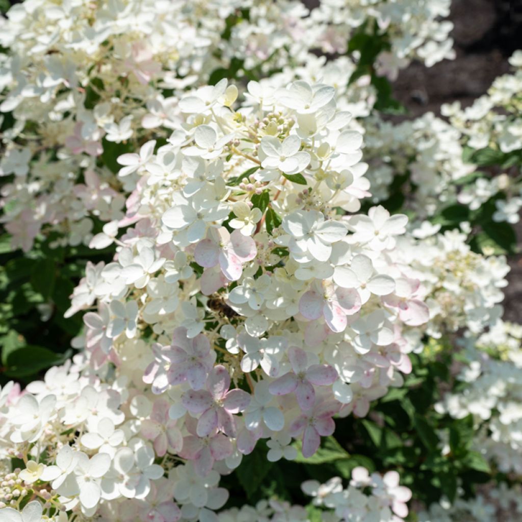 Hydrangea paniculata Living Touch of Pink - Pluimhortensia