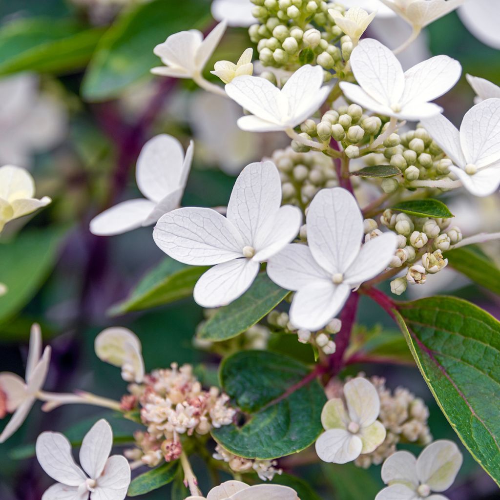 Hydrangea paniculata Magical Vesuvio Kolmaves - Pluimhortensia