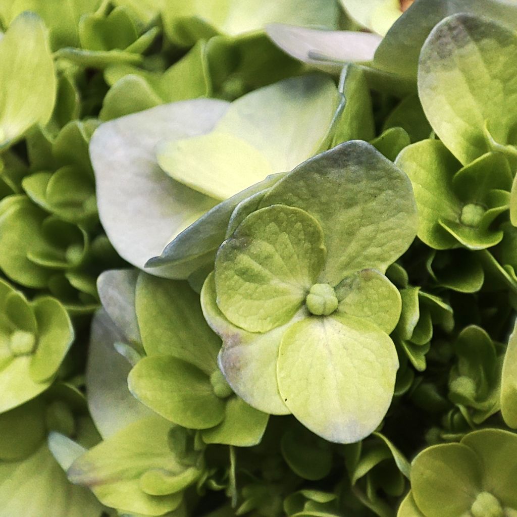 Hydrangea paniculata Mojito - Pluimhortensia