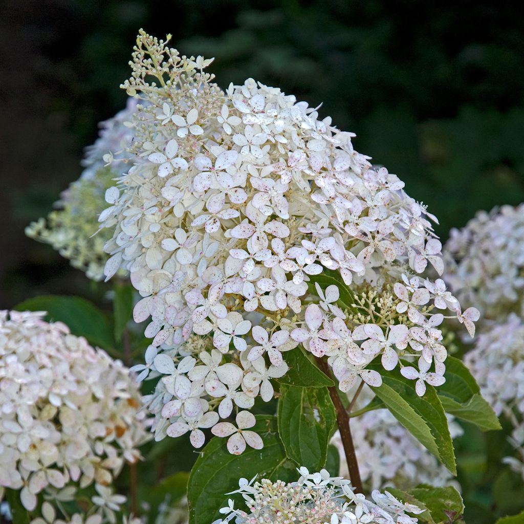 Hydrangea paniculata Phantom - Pluimhortensia