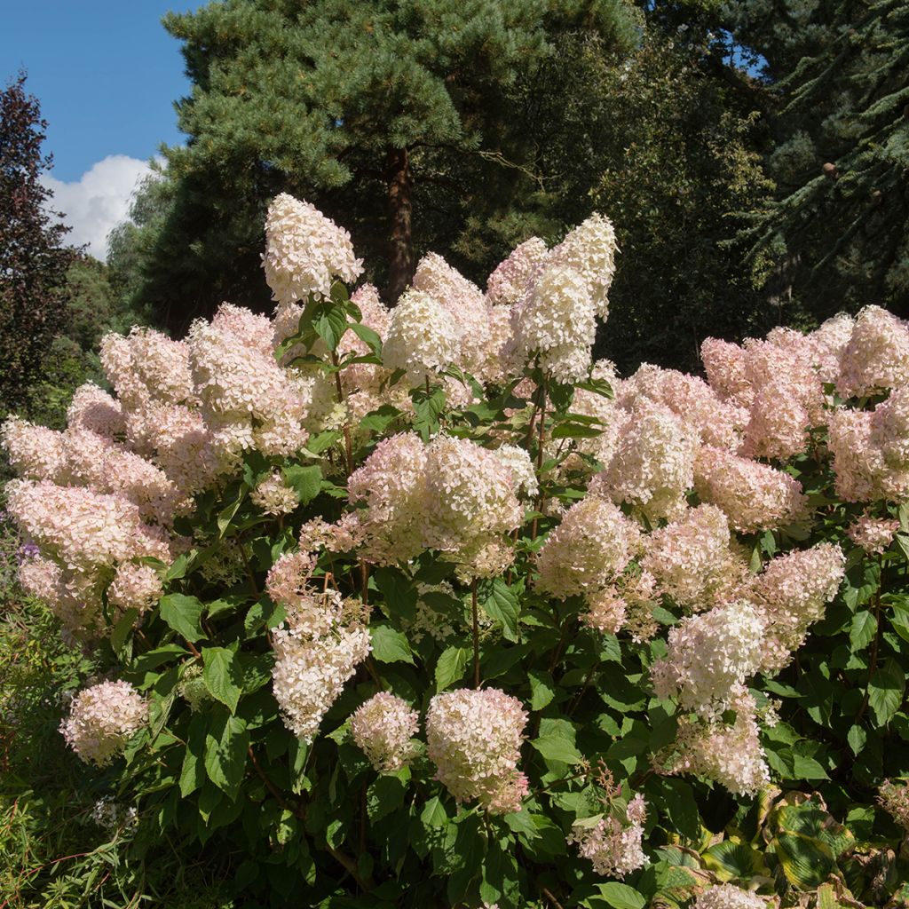 Hydrangea paniculata Phantom - Pluimhortensia