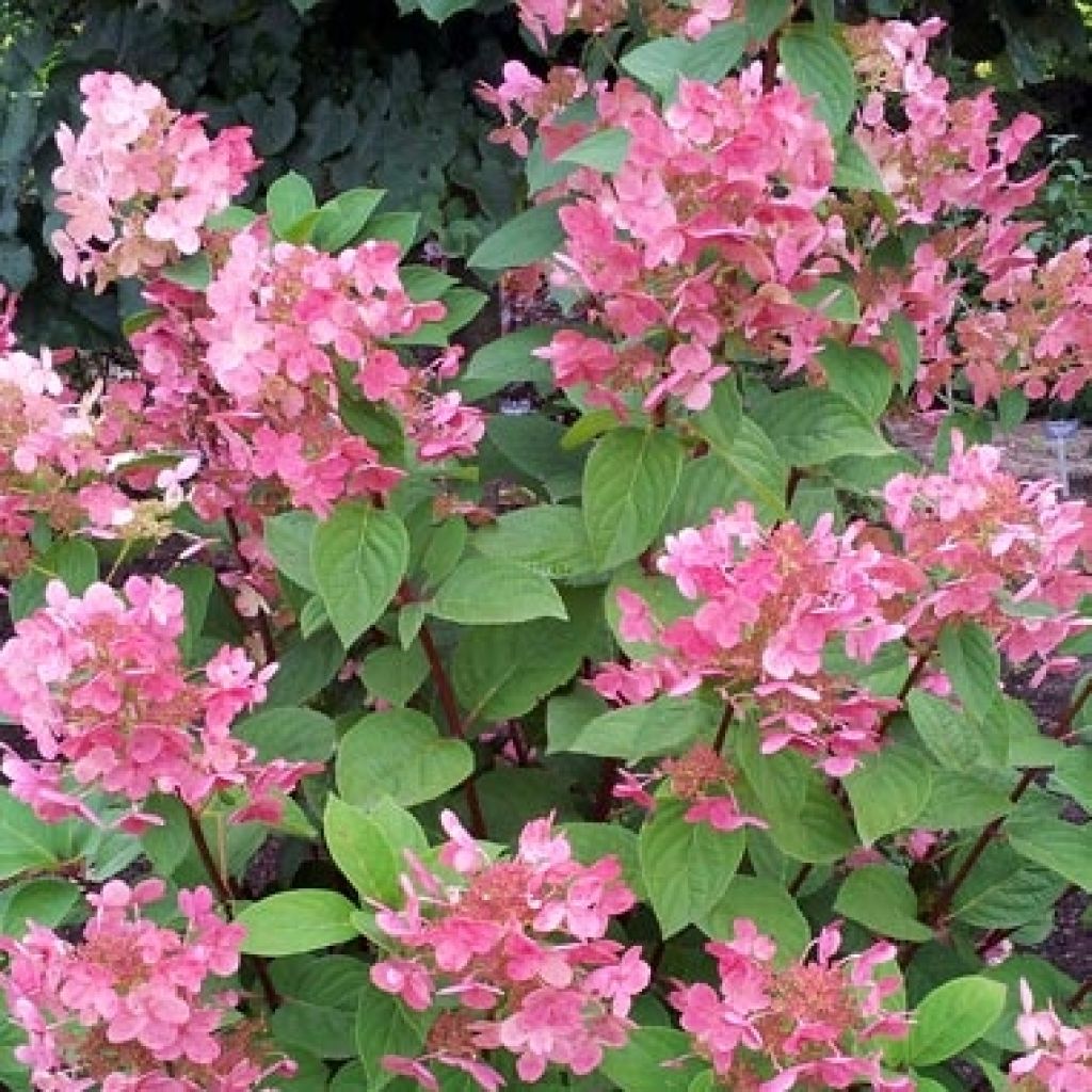 Hydrangea paniculata Pink diamond - Pluimhortensia