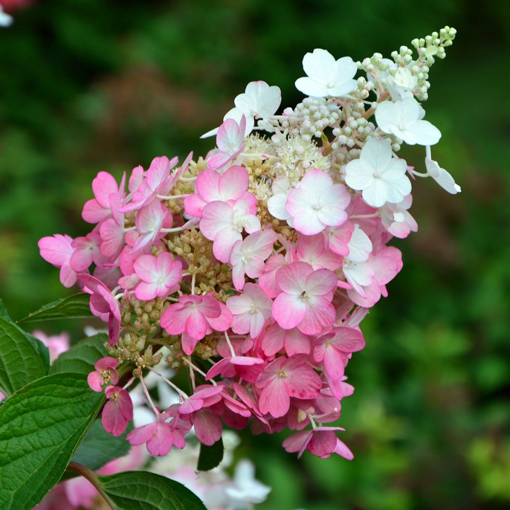 Hydrangea paniculata Pinky Winky - Pluimhortensia