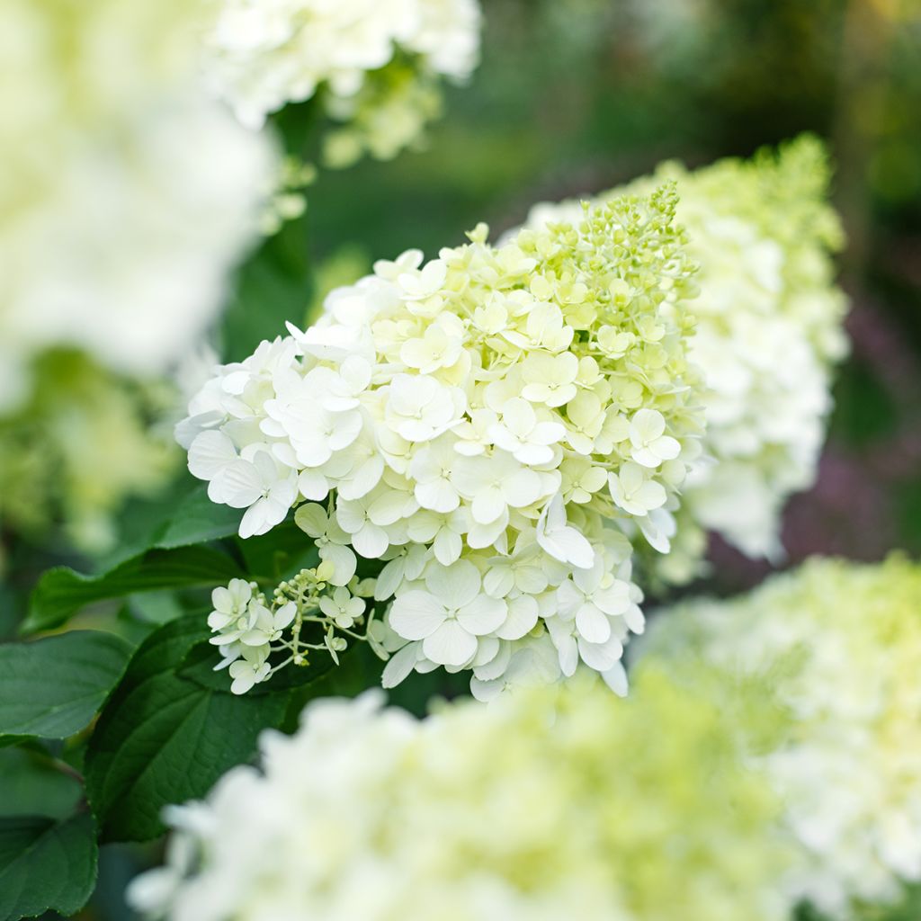 Hydrangea paniculata Polar Bear - Pluimhortensia