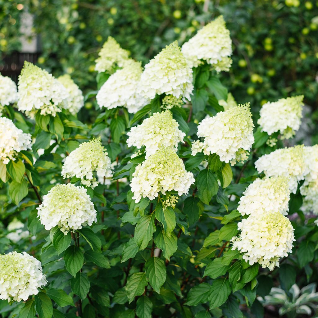 Hydrangea paniculata Polar Bear - Pluimhortensia
