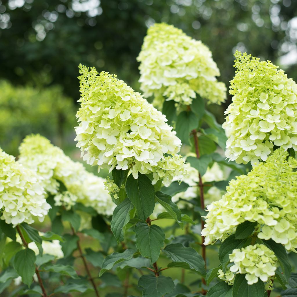 Hydrangea paniculata Polar Bear - Pluimhortensia