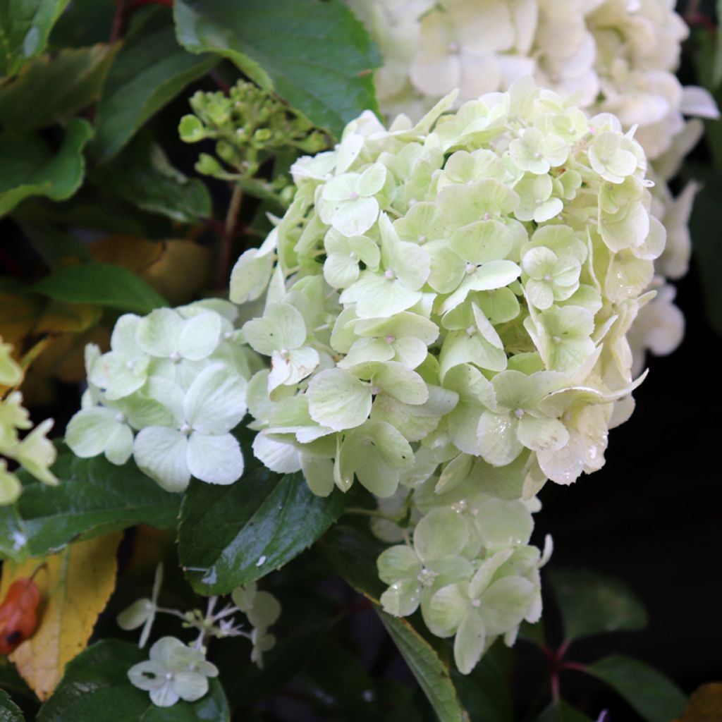 Hydrangea paniculata Polar Bear - Pluimhortensia