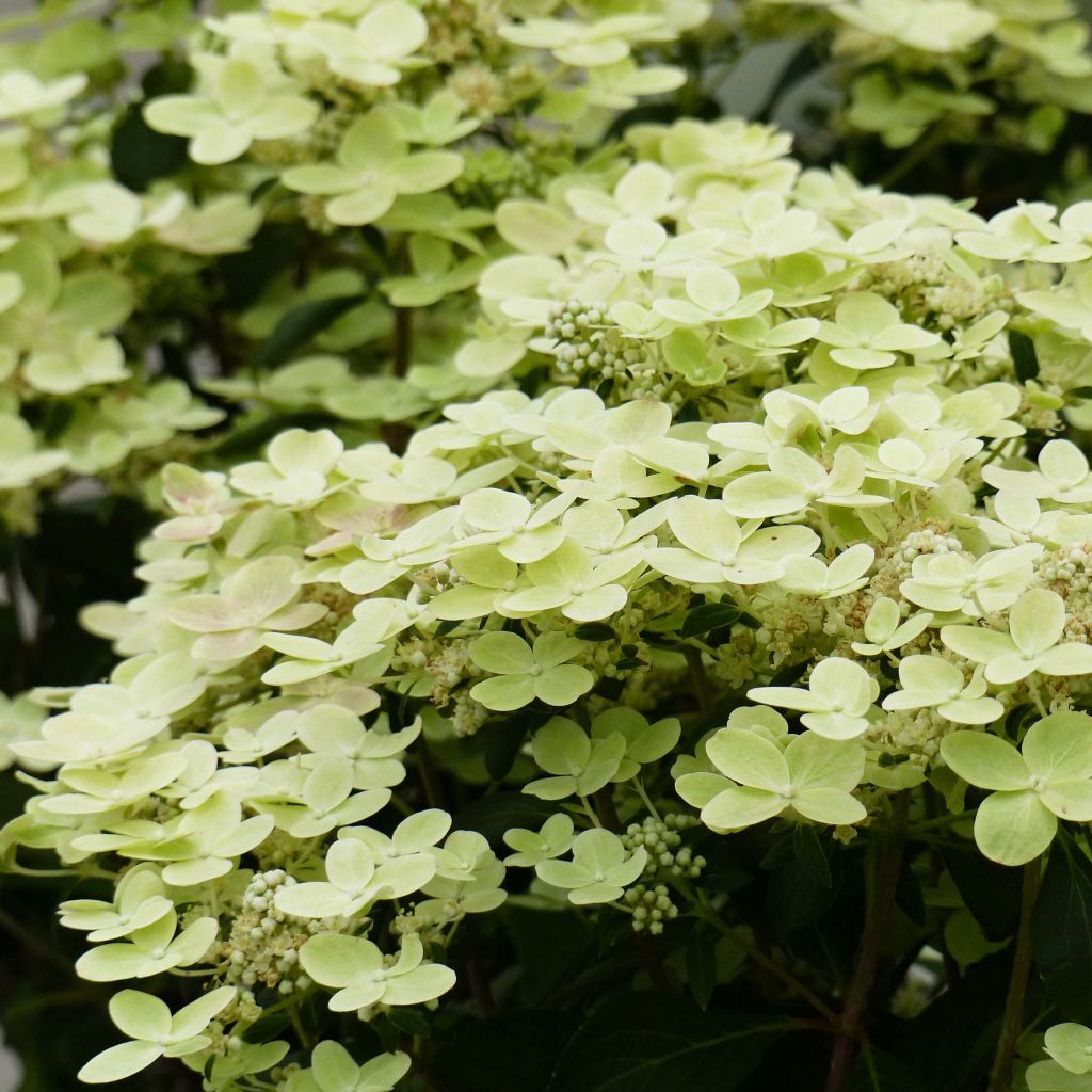 Hydrangea paniculata Switch Ophelia - Pluimhortensia