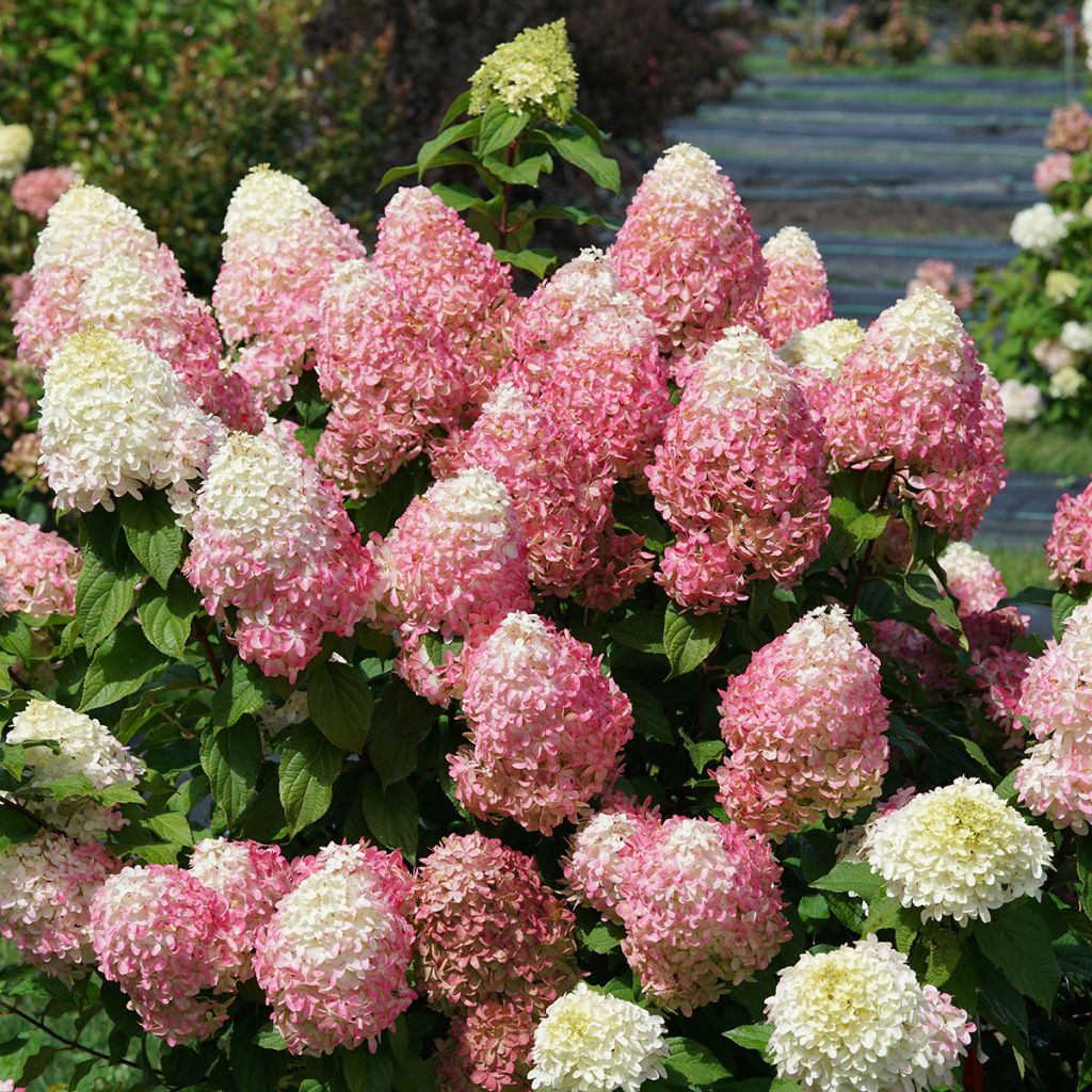 Hydrangea paniculata Quick Fire Fab - Hortensia paniculé