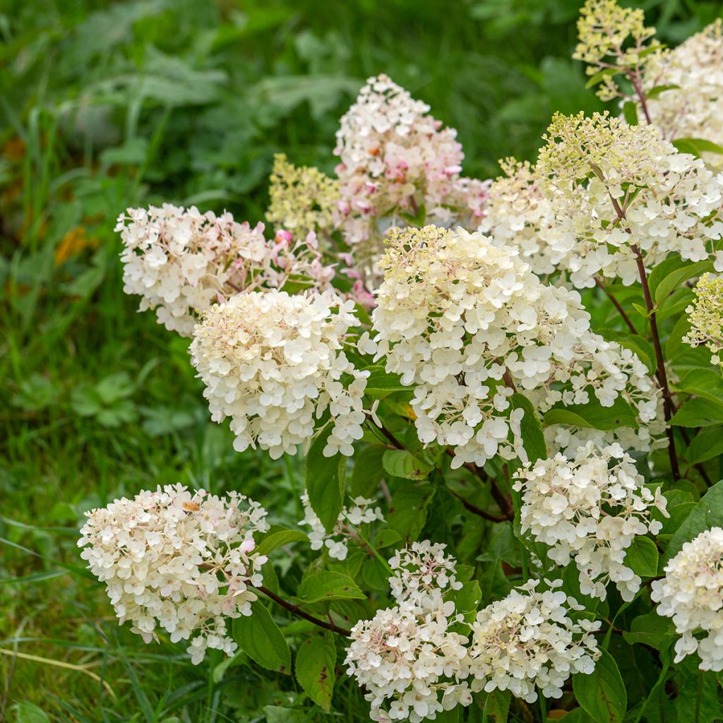 Hydrangea paniculata Silver Dollar - Pluimhortensia