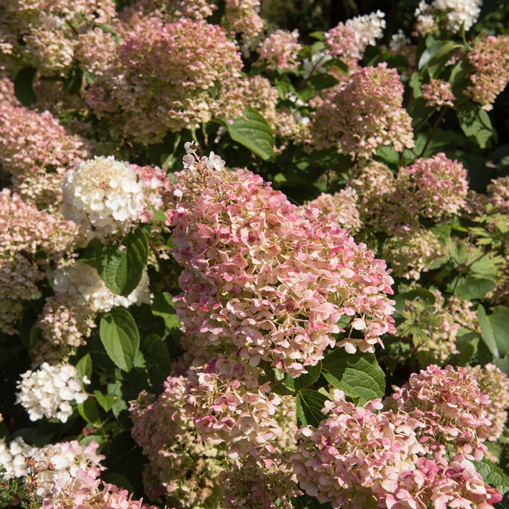 Hydrangea paniculata Silver Dollar - Pluimhortensia
