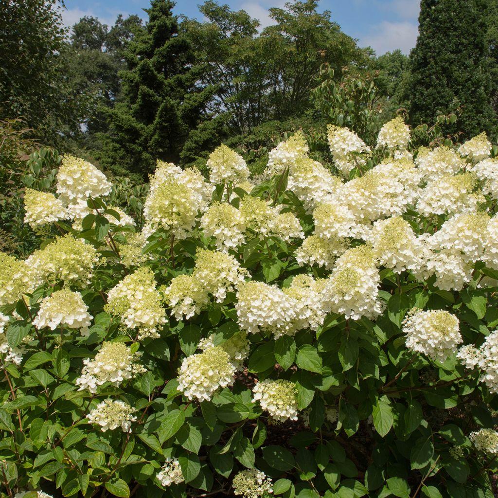 Hydrangea paniculata Silver Dollar - Pluimhortensia