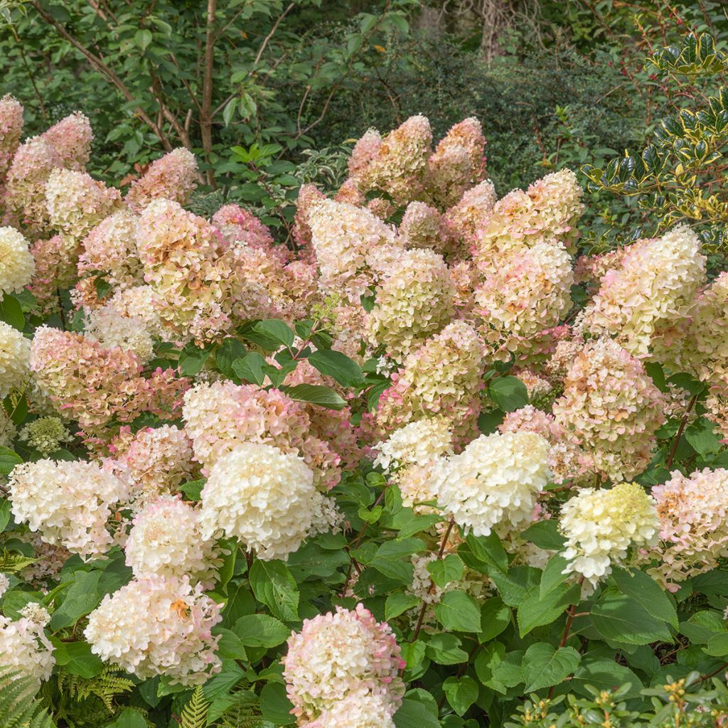 Hydrangea paniculata Silver Dollar - Pluimhortensia