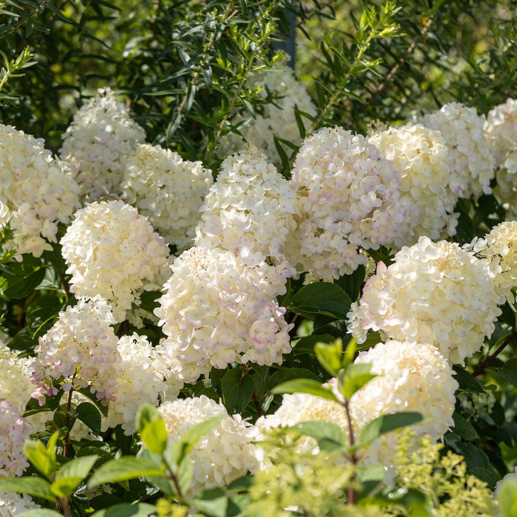 Hydrangea paniculata Silver Dollar - Pluimhortensia