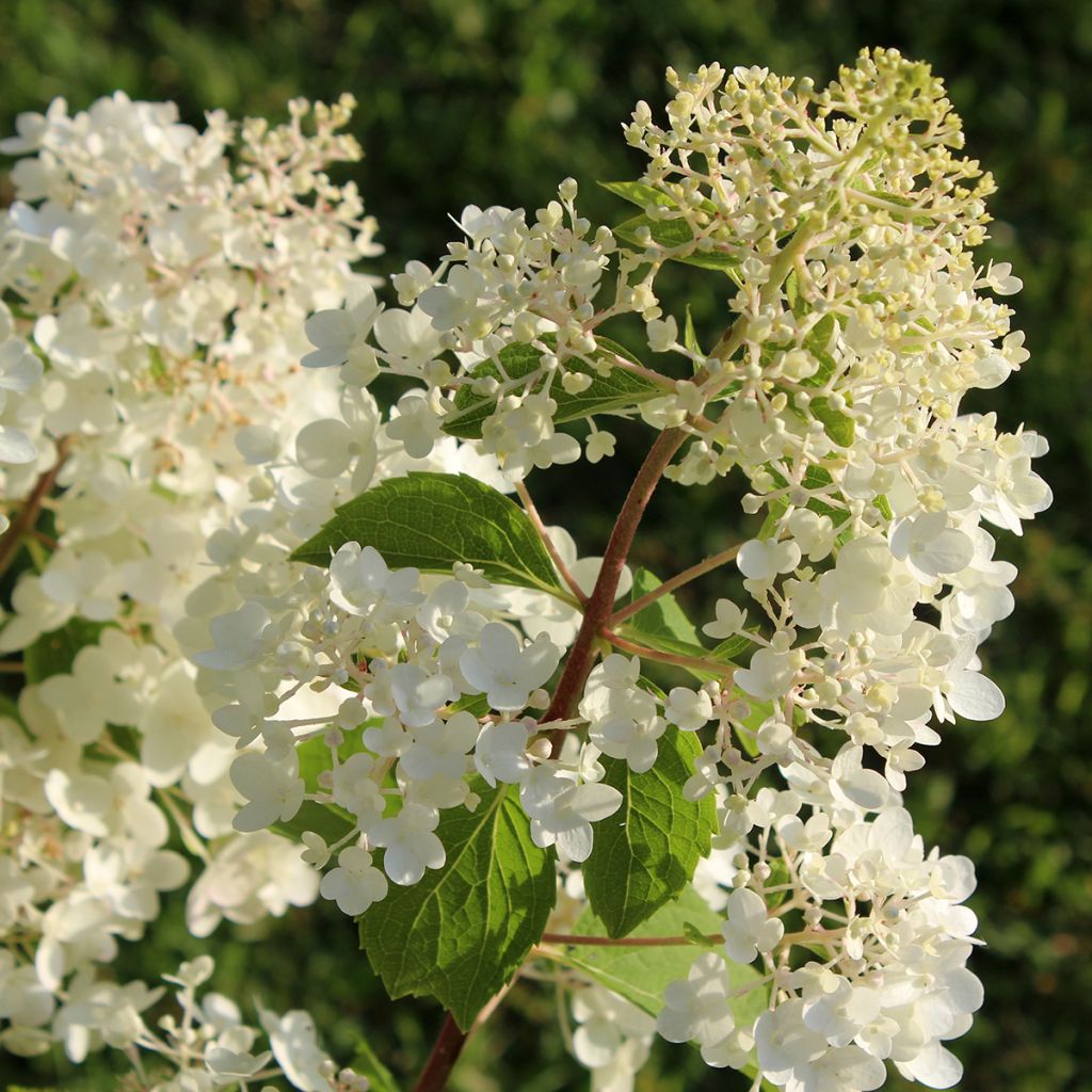 Hydrangea paniculata Silver Dollar - Pluimhortensia