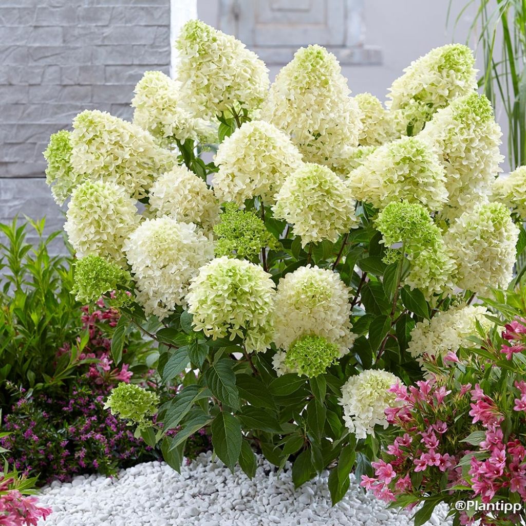 Hydrangea paniculata Skyfall - Pluimhortensia