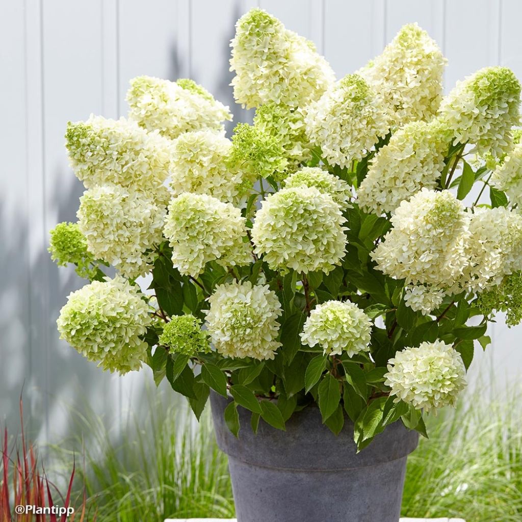 Hydrangea paniculata Skyfall - Pluimhortensia