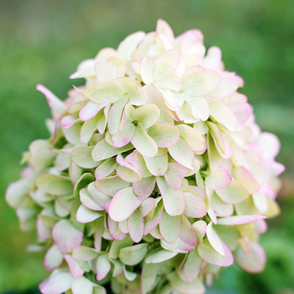 Hydrangea paniculata Skyfall - Pluimhortensia