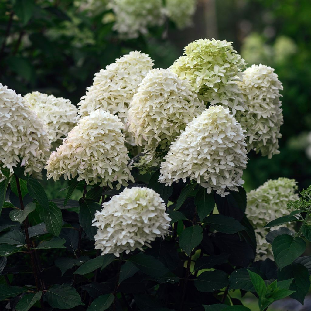 Hydrangea paniculata Skyfall - Pluimhortensia