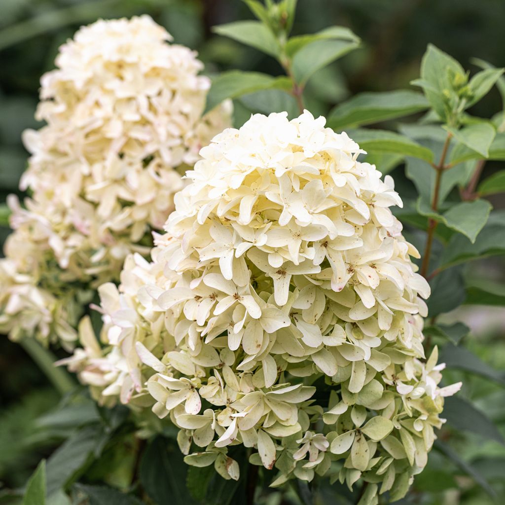 Hydrangea paniculata Skyfall - Pluimhortensia
