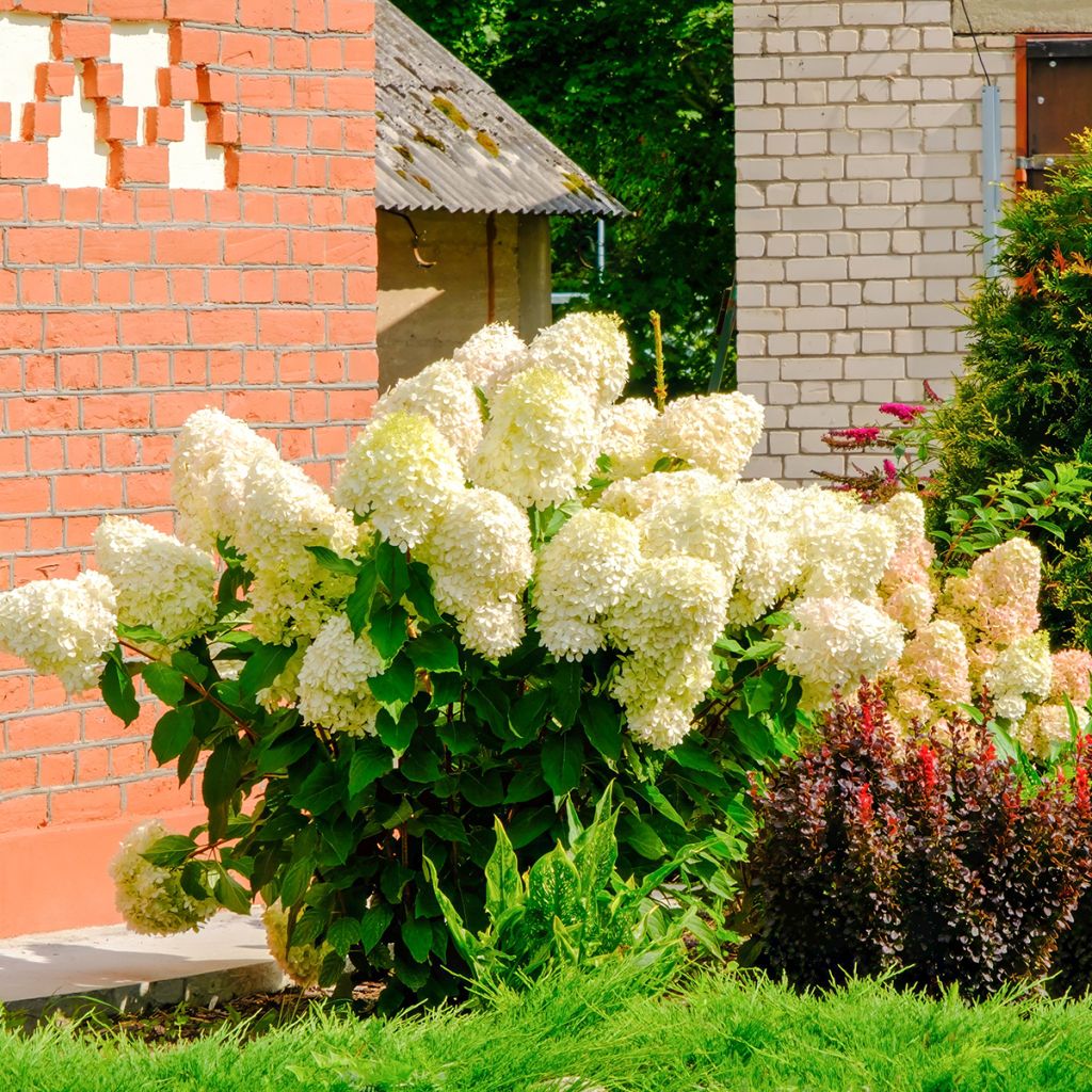 Hydrangea paniculata Sundae Fraise - Pluimhortensia