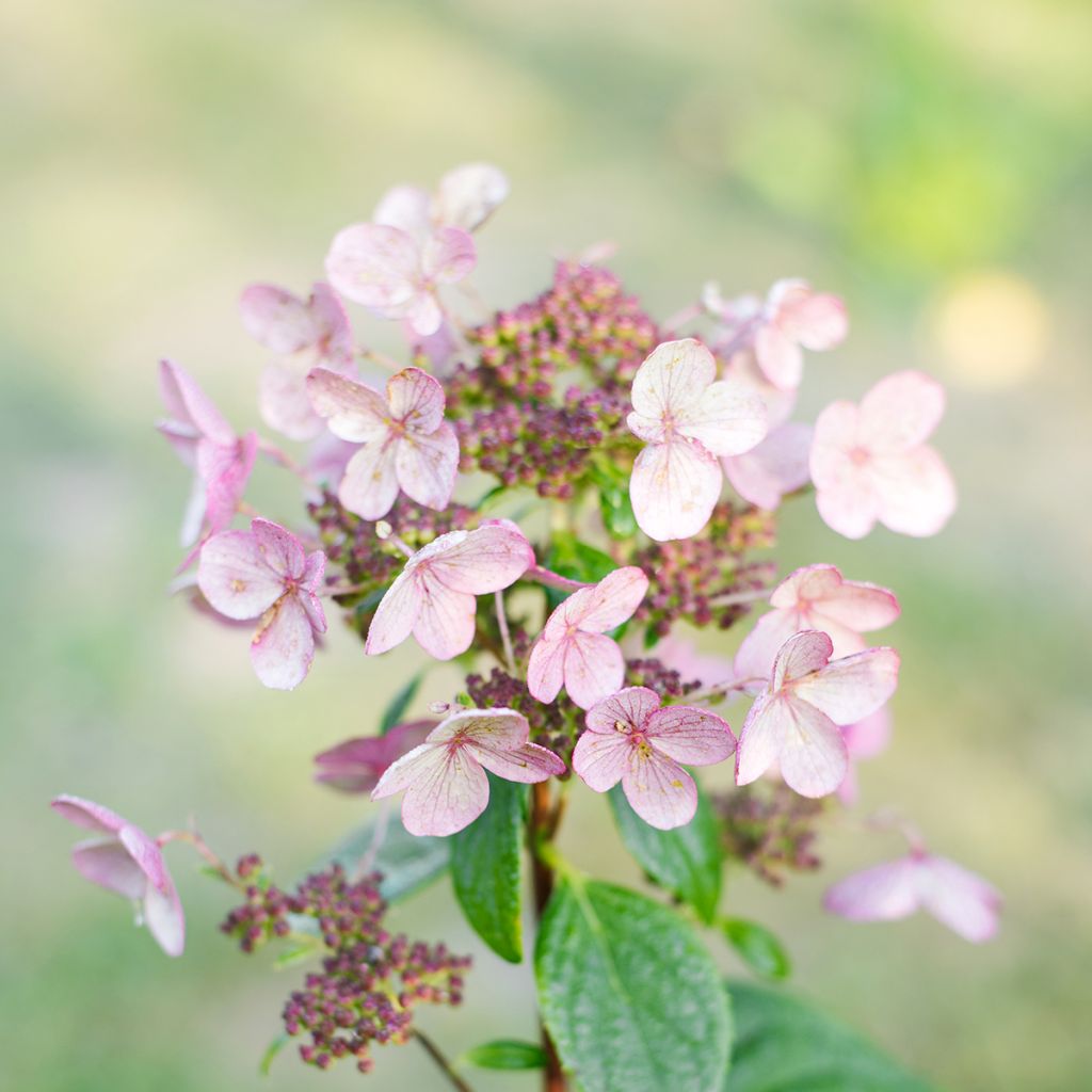 Hydrangea paniculata Wim's red - Pluimhortensia
