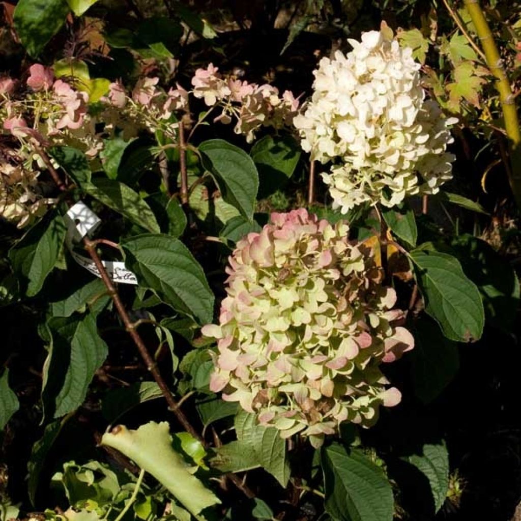 Hydrangea paniculata Silver Dollar - Pluimhortensia