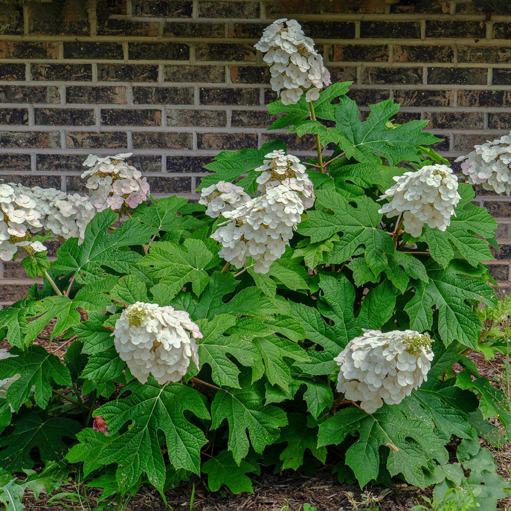 Hydrangea quercifolia Alice - Eikenbladhortensia