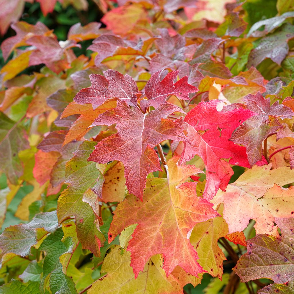 Hydrangea quercifolia Alice - Eikenbladhortensia
