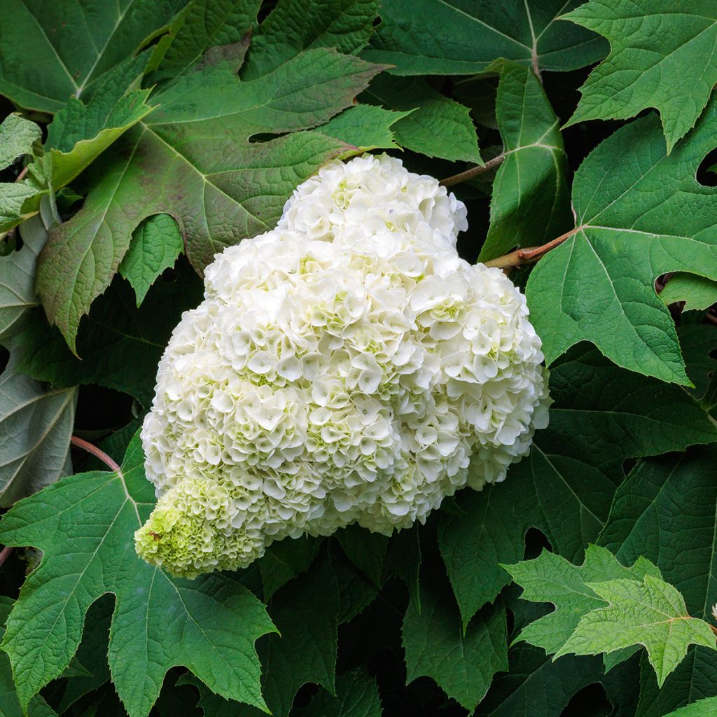 Hydrangea quercifolia Harmony - Eikenbladhortensia