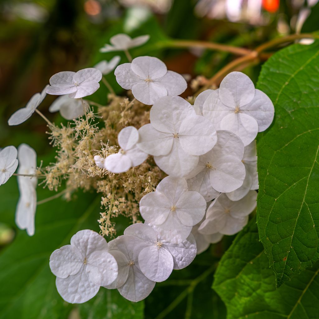 Hydrangea quercifolia Ice Crystal - Eikenbladhortensia