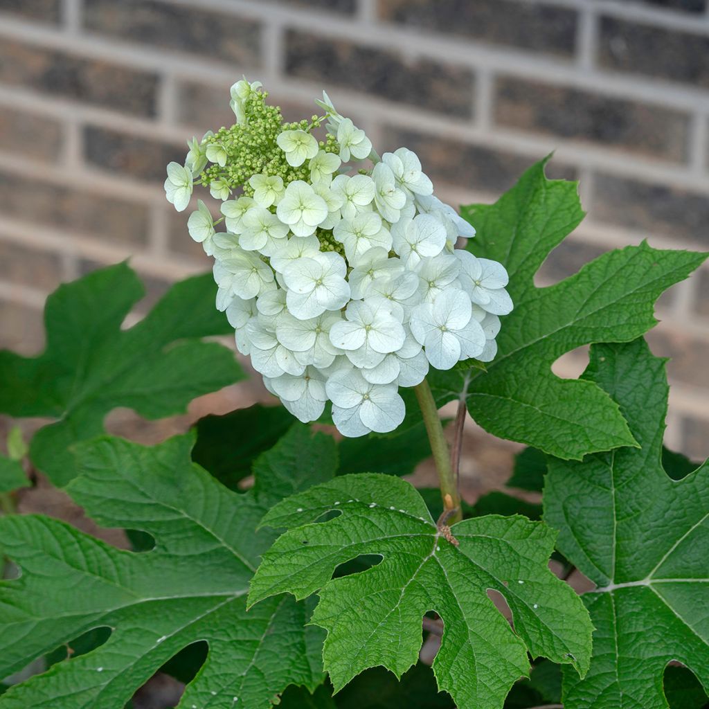 Hydrangea quercifolia Jetstream - Eikenbladhortensia