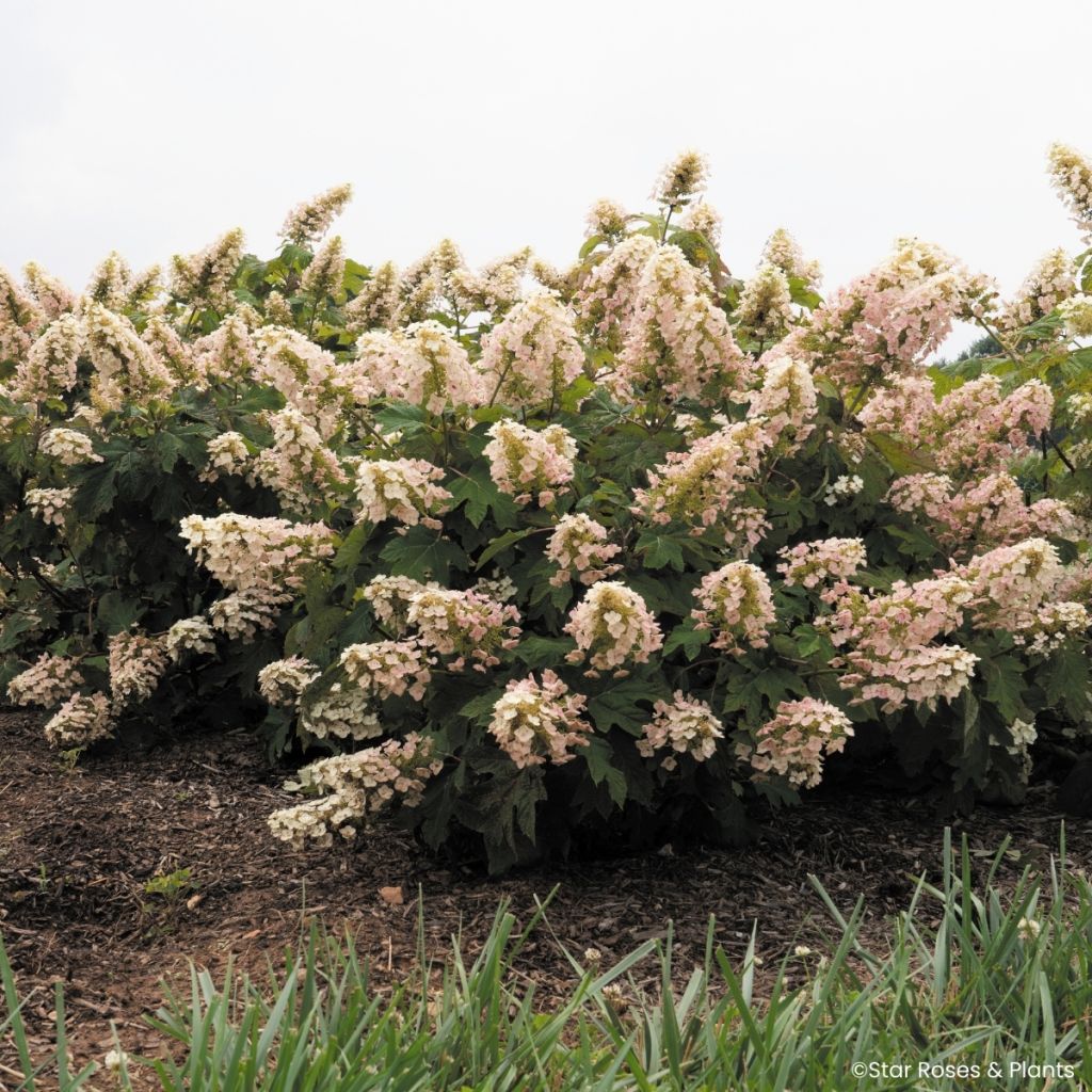 Hydrangea quercifolia Little Yeti - Hortensia à feuilles de chêne
