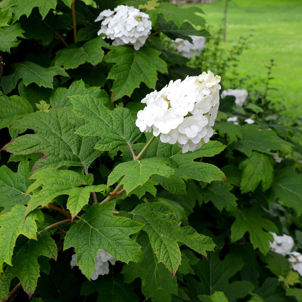 Hydrangea quercifolia Snow Queen - Eikenbladhortensia