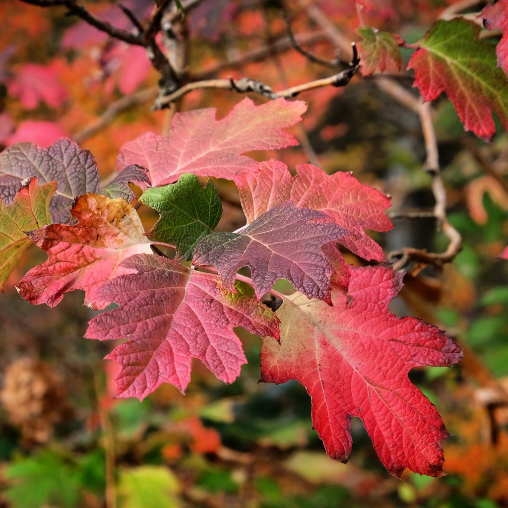 Hydrangea quercifolia Snow Queen - Eikenbladhortensia