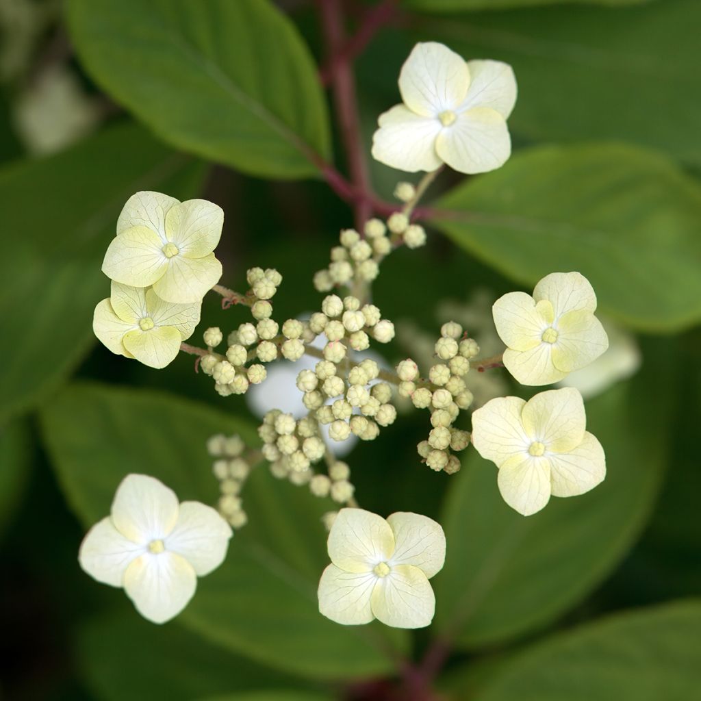 Hydrangea quercifolia Snow Queen - Eikenbladhortensia