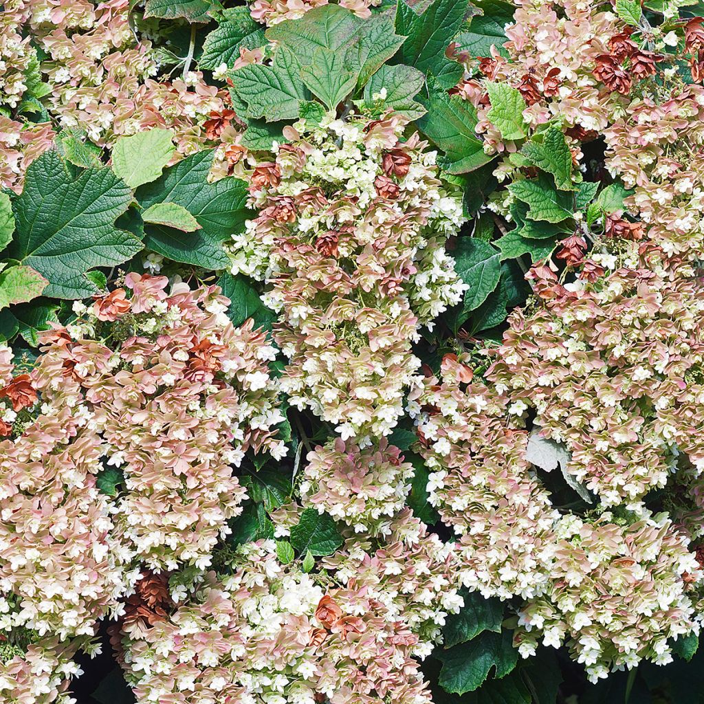 Hydrangea quercifolia Snowflake - Eikenbladhortensia