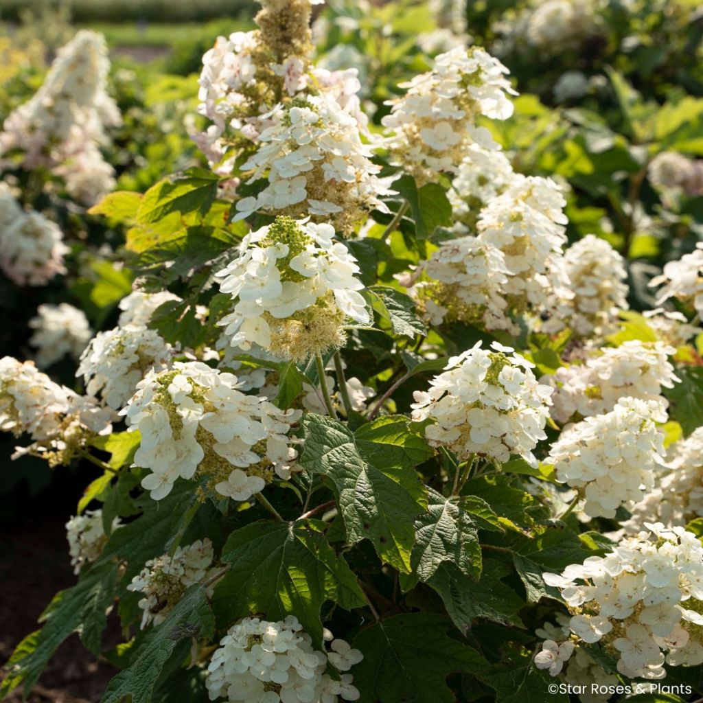 Hydrangea quercifolia Yeti - Hortensia à feuilles de chêne